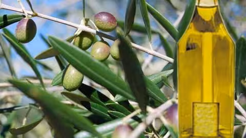 Aceite de oliva y olivo (Foto COAG)