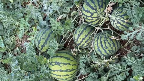 Cultivo de sand&iacute;a (Foto Semillas Fit&oacute;)