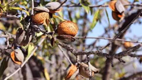 Almendro (Foto UdU)