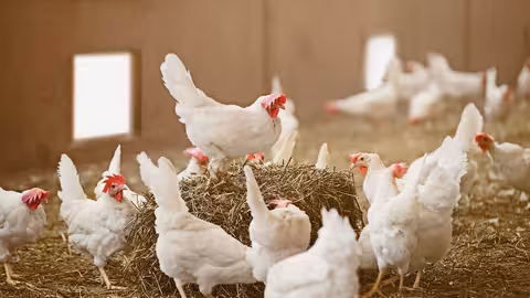 Gallinas en una granja (Foto MAPA)