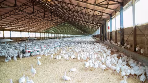 Granja av&iacute;cola (Foto Asaja Ciudad Real)