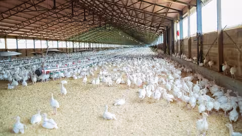 Granja av&iacute;cola (Foto Asaja Ciudad Real)