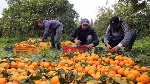 Trabajadores recolectando naranjas (Foto La Uni&oacute;)