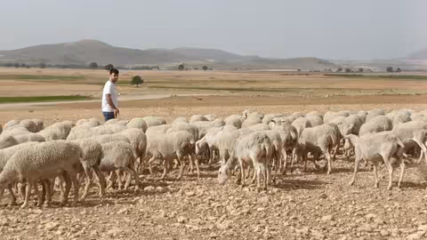 Un pastor con su reba&ntilde;o en Caravaca de la Cruz (Foto CARM) Archivo