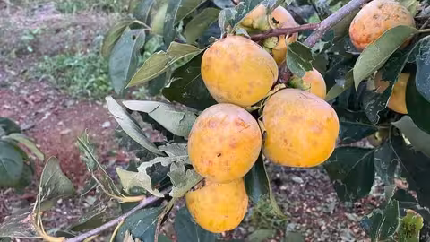 Da&ntilde;os por pedrisco en una finca de caquis en Carlet (Foto AVA-Asaja)