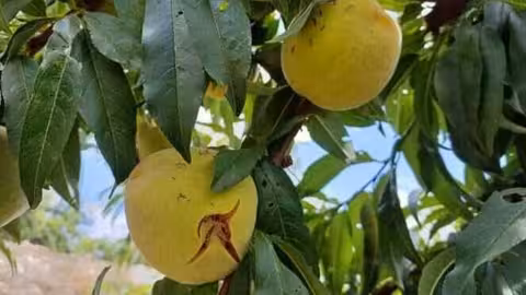 Da&ntilde;os por pedrisco en melocot&oacute;n en Murcia (Foto Agroseguro)