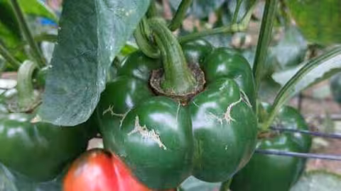 Da&ntilde;os por Trips del tabaco en pimiento (Foto SATMABE/RAIF Junta de Andaluc&iacute;a)