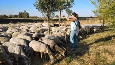 Pastora en su reba&ntilde;o de ovejas (Foto Ifapa)