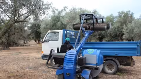 Recogida de aceituna (Foto La Uni&oacute;)