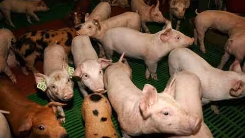 Lechones de ganado porcino (Foto Federaci&oacute;n de Cooperativas Agrarias de Catalu&ntilde;a)