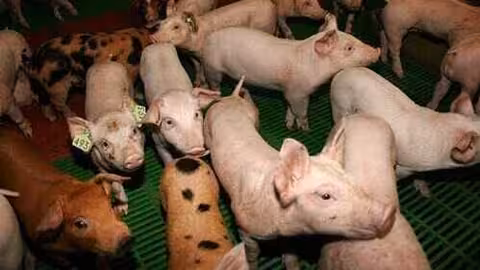 Lechones de ganado porcino (Foto Federaci&oacute;n de Cooperativas Agrarias de Catalu&ntilde;a) Archivo