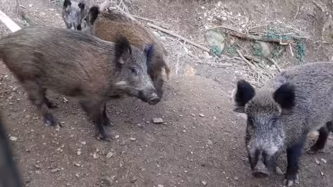 Jabal&iacute;es del Parque Natural de Collserola (Foto Ayto Barcelona)