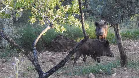Jabal&iacute;es (Foto Generalitat Valenciana)