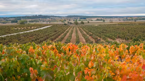 Vi&ntilde;edo de la DO Ribera del Duero (Foto Jos&eacute; I. Berd&oacute;n/Consejo Regulador de la DO Ribera del Duero)