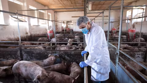 Veterinario en una granja porcina (Foto CCOO Catalu&ntilde;a) Archivo