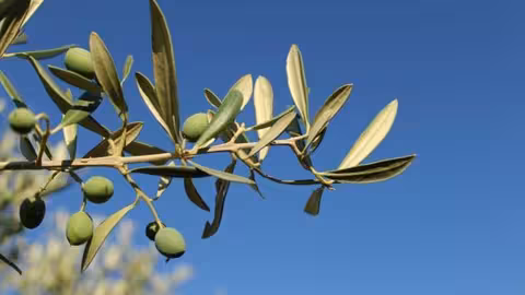 Aceituna en un olivar cordob&eacute;s