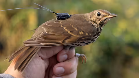 Un estudio internacional demuestra el papel clave de aves como el zorzal com&uacute;n (Turdus philomelos) en la dispersi&oacute;n de plantas con fruto carnoso (Foto Universidad de C&aacute;diz)