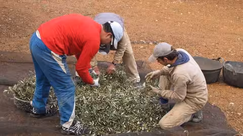 J&oacute;venes trabajando en el campo (Foto La Uni&oacute;)