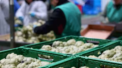 Almac&eacute;n de alcachofa (Foto Eurofruits Levante)