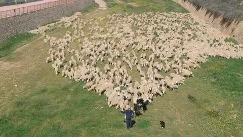 Pastor con su reba&ntilde;o de ovejas (Foto Asaja Murcia)