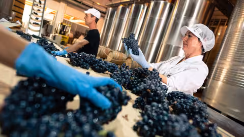 Procesado de la uva reci&eacute;n vendimiada en Bodegas Luz&oacute;n (Foto CRDOP Jumilla)