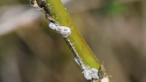 Nuevo cotonet 'Phenacoccus solenopsis' detectado en la Comunidad Valenciana (Foto La Uni&oacute;)