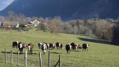 Granja de ganado bovino (Foto Pascal Xicluna/agriculturegouvfr)