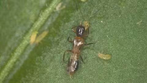 Ejemplar hembra de F megalops, depredador del  Thrips parvispinus (Foto Ifapa)