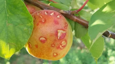 Da&ntilde;os por pedrisco en fruta de hueso (Foto Agroseguro)