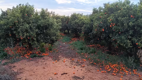 Mandarinas sin recoger en el suelo (Foto AVA-Asaja)