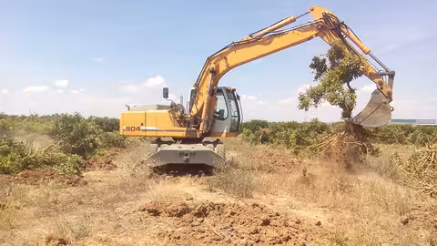 Arranque de naranjos en Valencia (Foto AVA-Asaja)
