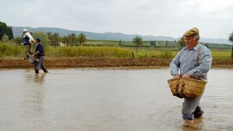 Siembra del arroz en el coto arrocero de la Vega Alta del Segura (Foto CARM)