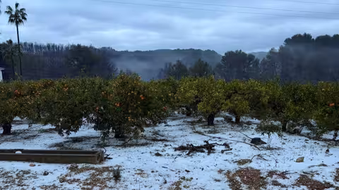 Granizada en un cultivo de c&iacute;tricos (Fotos AVA-Asaja)