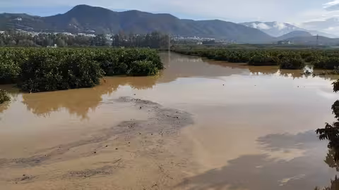 Inundaci&oacute;n de un cultivo de c&iacute;tricos (Foto Agroseguro)