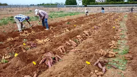 Cultivo de boniato (Foto Generalitat Valenciana)