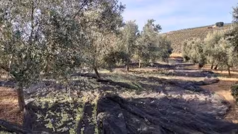 Panor&aacute;mica de un olivar (Foto COAG Andaluc&iacute;a)