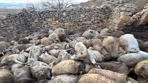 Ovejas fallecidas por p&aacute;nico ante la presencia de animales salvajes (Foto AVA-Asaja)