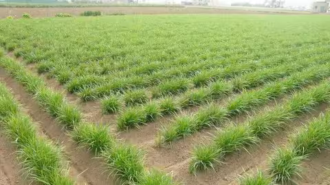 Cultivo de chufa (Foto La Uni&oacute;)