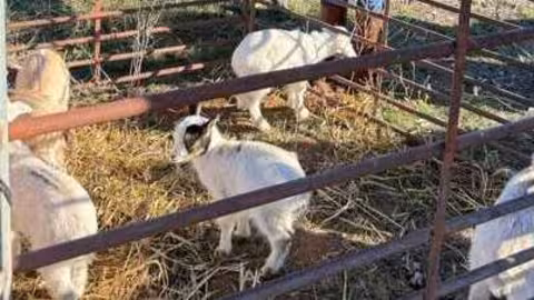 Cabras para pastoreo en un parque natural (Foto Ayuntamiento de J&aacute;vea)