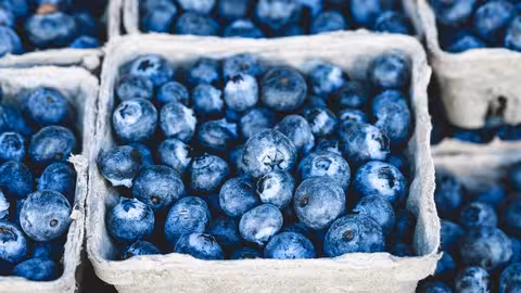 Exportaci&oacute;n de berries/arandano (Foto Adex)