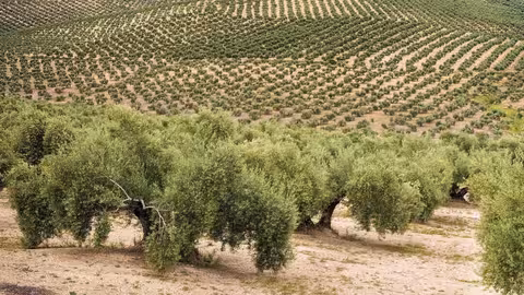 Olivar (Foto Agroseguro)