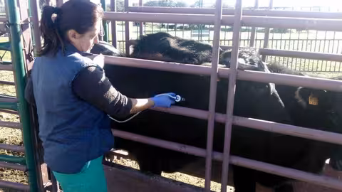 Una veterinaria comprueba el estado de salud del ganado bovino (Foto Junta de Andaluc&iacute;a)