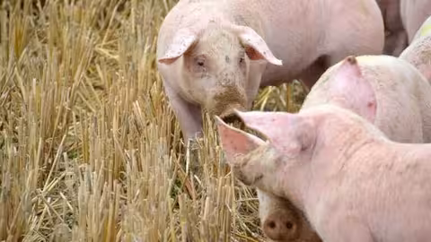 Granja de porcino (Foto Uni&oacute;n de Uniones)