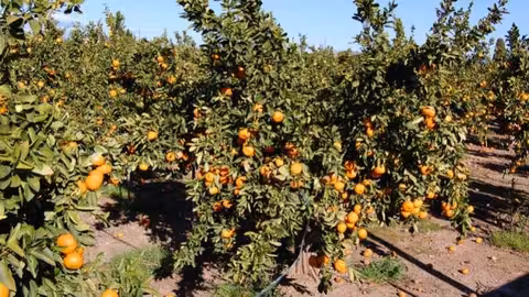 Finca de mandarinas (Foto La Uni&oacute;)