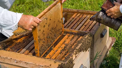 Apicultores trabajando con una colmena (Foto La Uni&oacute;)