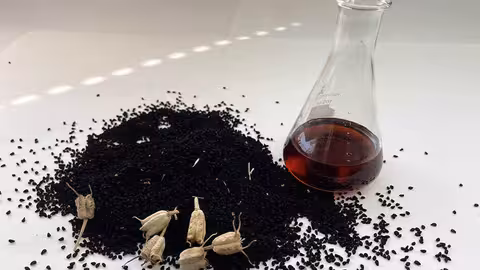 Frutos, semillas y aceite de comino negro (Foto Junta de Andaluc&iacute;a)