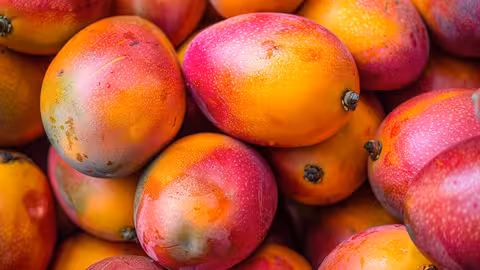 Mangos (Foto F. Seva)