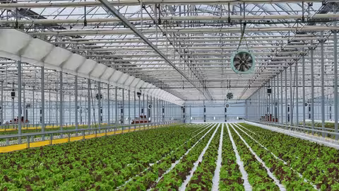Invernadero de lechuga hidrop&oacute;nica en Jap&oacute;n (Foto J. Huete Greenhouses)