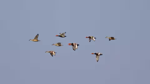 Pato colorado (Foto SEO BirdLife) Archivo