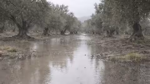 Efectos en un olivar de las lluvias ca&iacute;das (Foto AEMO)